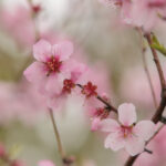 Весенняя красота Японии: цветение сакуры и удивительные пейзажи