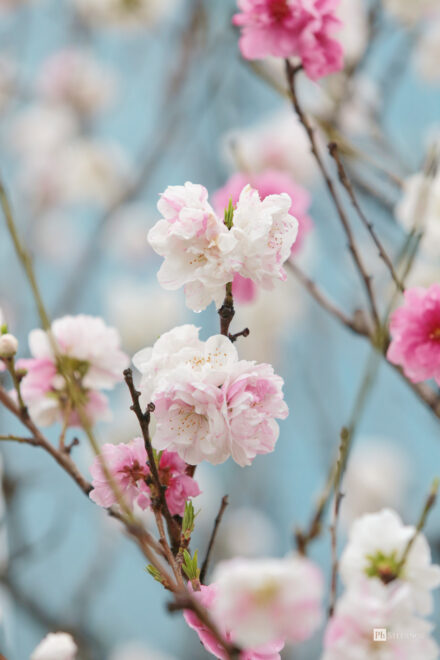 , Весенняя красота Японии: цветение сакуры и удивительные пейзажи